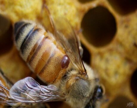 Varroa mite on honey bee.